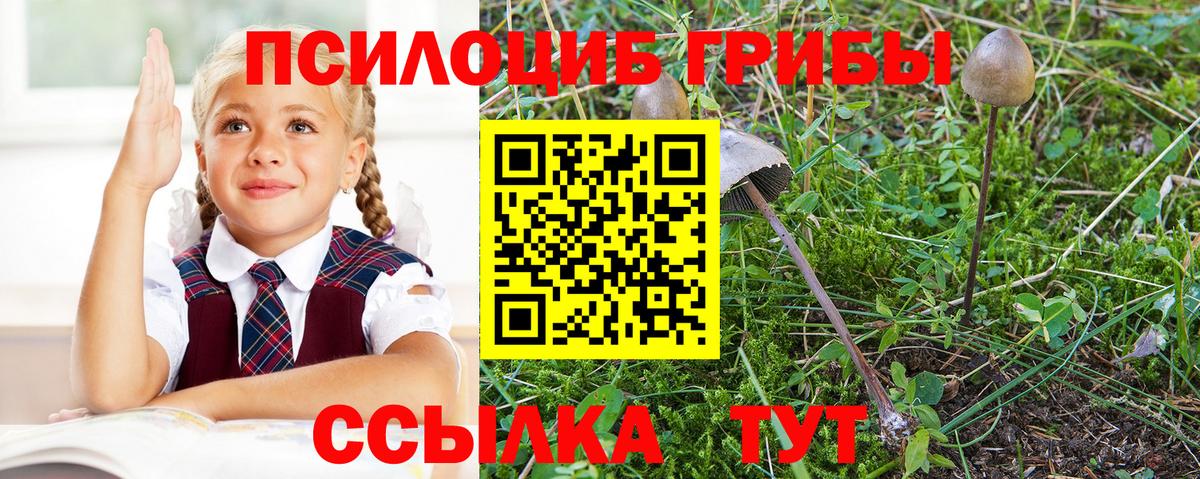 Псилоцибиновые грибы мицелий Чехов